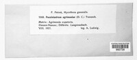 Pucciniastrum agrimoniae image